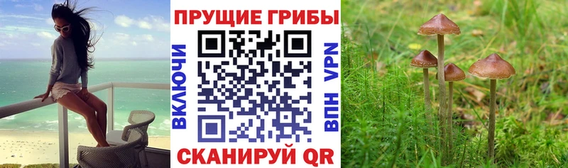 Псилоцибиновые грибы Psilocybe  Купить закладки  Ишимбай 